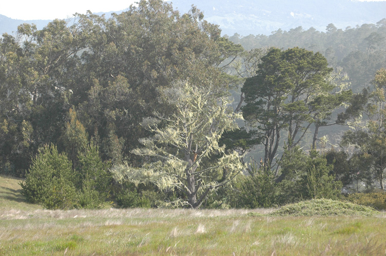 Upper Fiscalini Trail 028.jpg